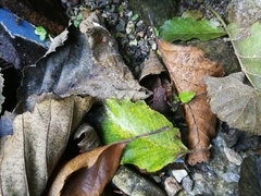 Bufo bufo