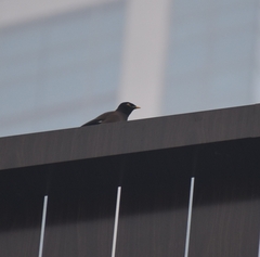 Acridotheres tristis