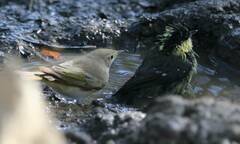 Phylloscopus bonelli
