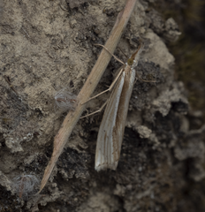 Orocrambus