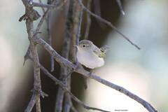 Phylloscopus bonelli