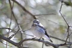 Ficedula speculigera