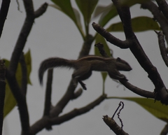 Funambulus pennantii