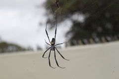 Trichonephila fenestrata