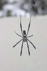 Trichonephila fenestrata