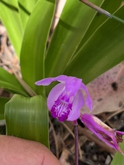 Bletilla striata