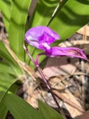 Bletilla striata