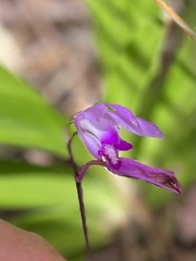 Bletilla striata