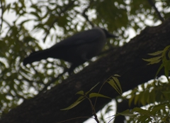 Corvus splendens