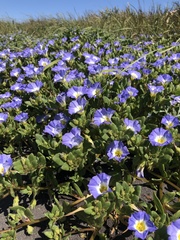 Nolana paradoxa