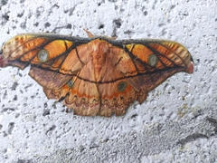 Copaxa syntheratoides