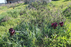 Iris atropurpurea