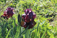Iris atropurpurea