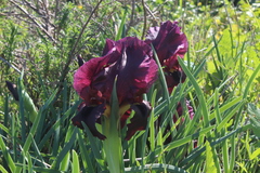 Iris atropurpurea