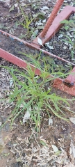 Senecio glaucus