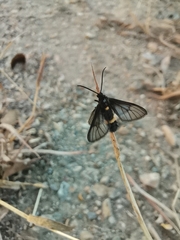 Psichotoe duvaucelii