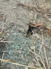 Psichotoe duvaucelii