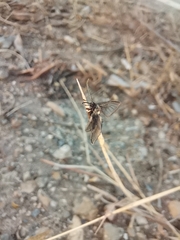 Psichotoe duvaucelii