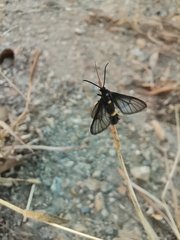 Psichotoe duvaucelii