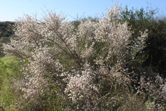 Retama raetam