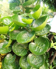 Polyscias scutellaria