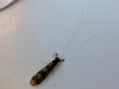 Mystacides longicornis