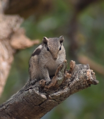 Funambulus pennantii