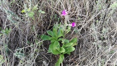 Senecio polyodon subglaber