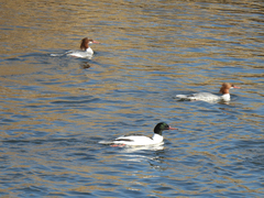 Mergus merganser