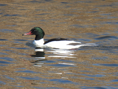 Mergus merganser