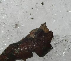 Neriene peltata