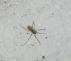 Neriene peltata