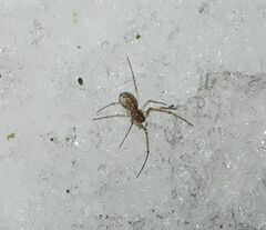 Neriene peltata