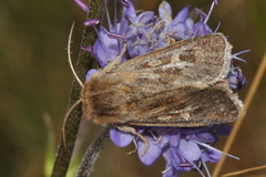 Cerapteryx graminis