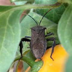 Acanthocephala femorata