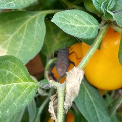 Acanthocephala femorata