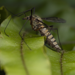 Leptotarsus vulpinus