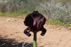 Iris atropurpurea