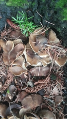 Agaricales
