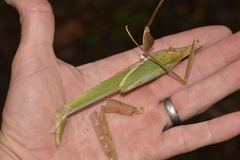 Tropidoderus childrenii