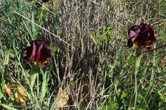 Iris atropurpurea