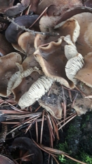 Agaricales