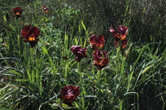 Iris atropurpurea