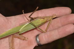 Tropidoderus childrenii