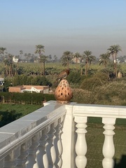 Streptopelia senegalensis