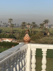 Streptopelia senegalensis