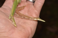 Tropidoderus childrenii