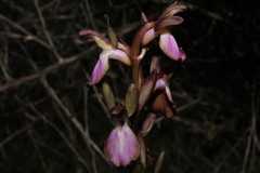 Anacamptis collina