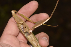 Tropidoderus childrenii