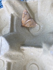 Eulithis testata
